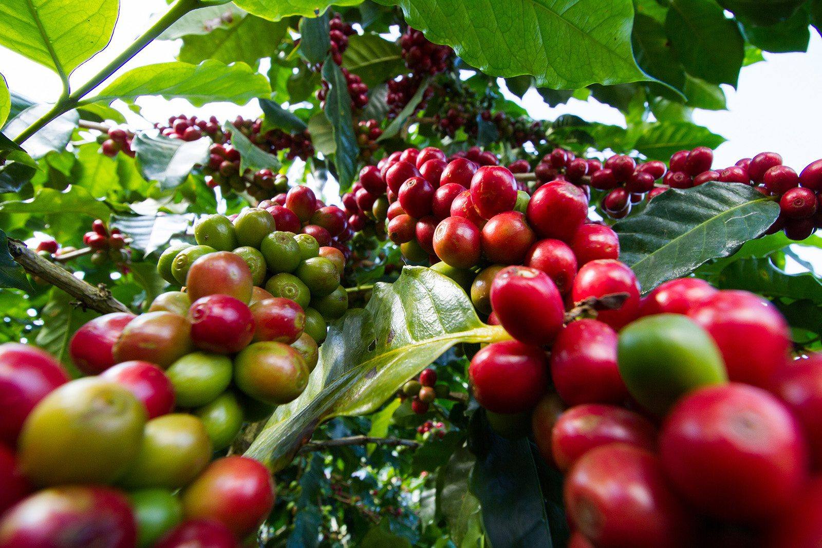 Coffee cherries being harvested on a certified farm