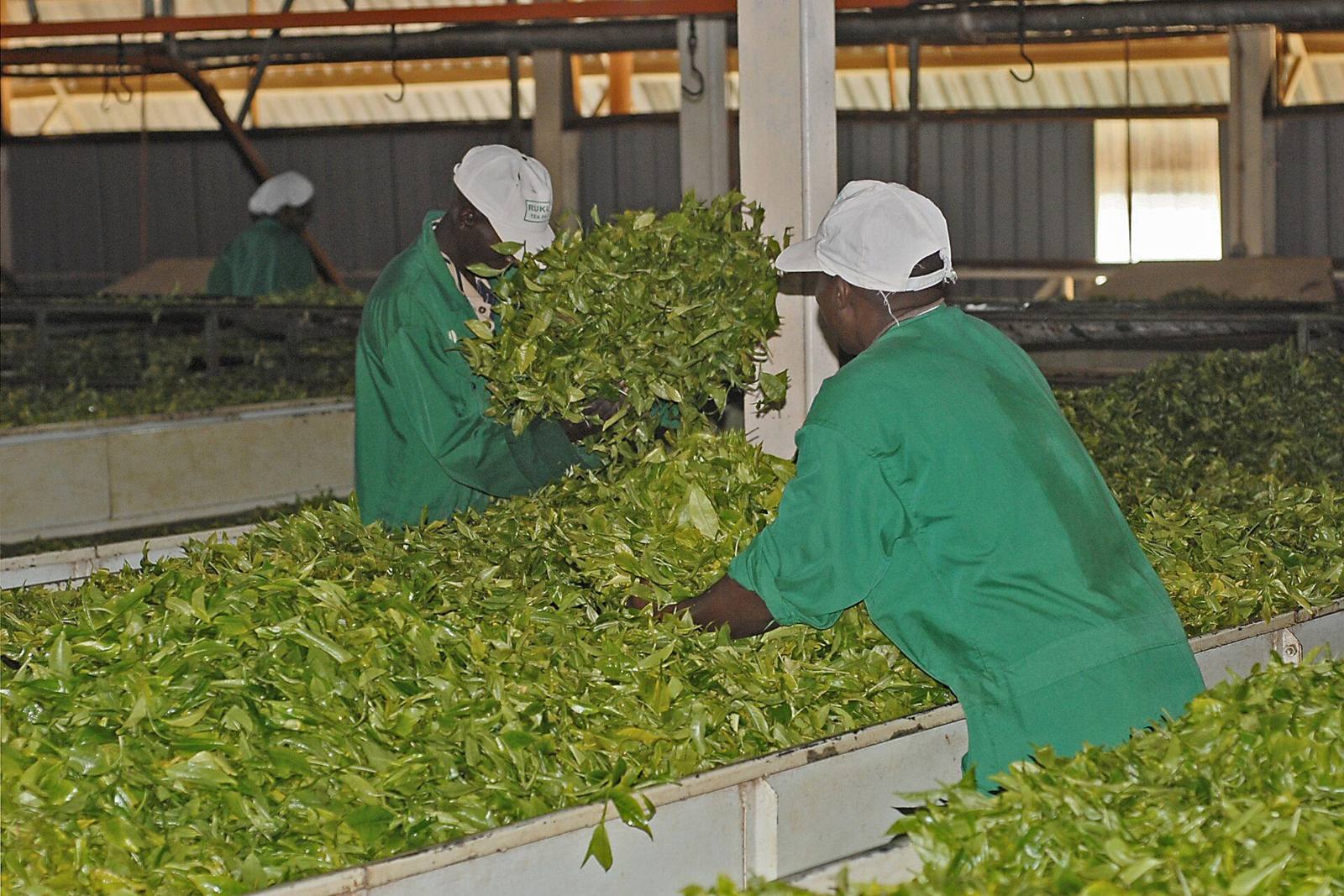 Workers processing tea leaves at a Kenyan factory